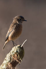 Female Stonechat