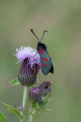 Five Spot Burnet Moth