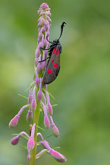 Five-Spot Burnet Moth