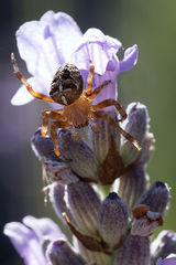 Garden Cross Spider