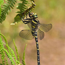 Golden Ringed Dragonfly