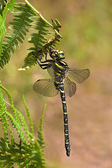 Golden Ringed Dragonfly with prey