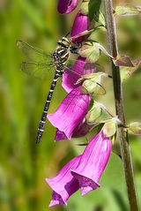 Golden Ringed Dragonfly on Foxglove