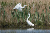 Great White Egrets