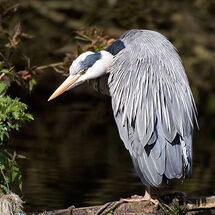 Grey Heron