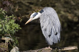 Grey Heron