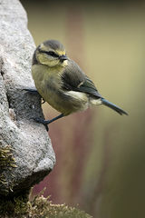 Juvenile Blue Tit