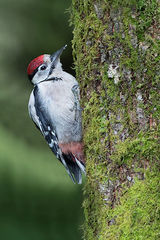 Juvenile Great Spotted Woodpecker