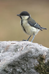 Juvenile Great Tit