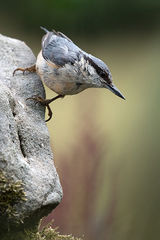 Juvenile Nuthatch
