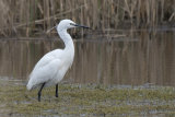 Little Egret