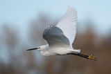 Little Egret