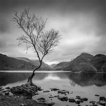Lone tree