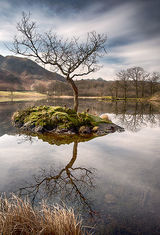 Lone tree on Rydal Water