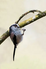 Long Tailed Tit