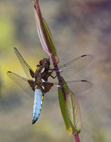 Male Broard-bodied Chaser