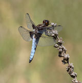 Male Broard-bodied Chaser resting
