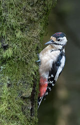 Juvenile Great Spotted Woodpecker