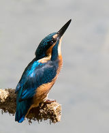 Juvenile Male Kingfisher