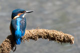 Juvenile Male Kingfisher
