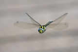 Male Southern Hawker