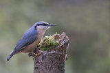 Nuthatch