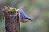 Nuthatch