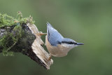 Nuthatch
