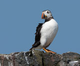 Puffin