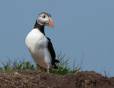 Puffin at burrow