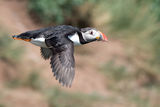 Puffin in flight