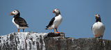 Puffin perch