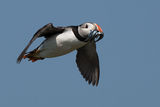 Puffin with Sand Eels