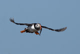 Puffin with Sprat