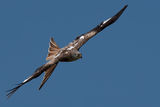 Red Kite