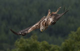 Red Kite