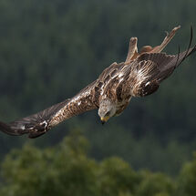 Red Kite