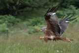 Red Kite