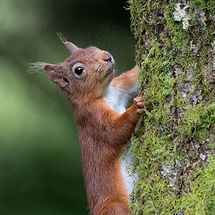 Red Squirrel