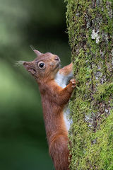 Red Squirrel