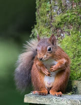 Red Squirrel