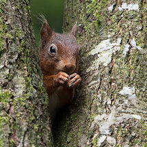 Red Squirrel