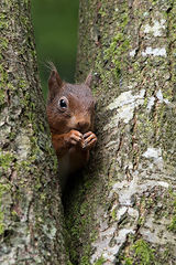 Red Squirrel