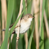 Reed Warbler