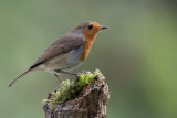 Robin
