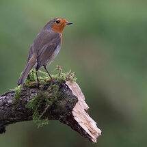 Robin