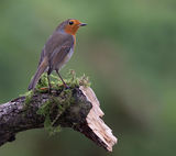 Robin