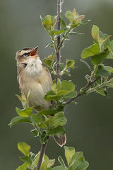 Sedge Warbler
