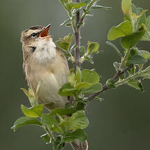 Sedge Warbler