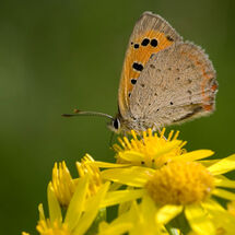 Small Copper